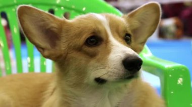 Galce corgi pembroke