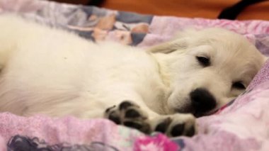 küçük beyaz bir köpek yatağında uyuyan