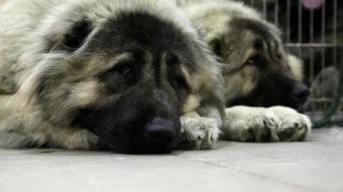 Çoban köpekleri