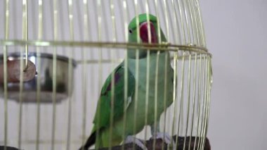 Yeşil papağan