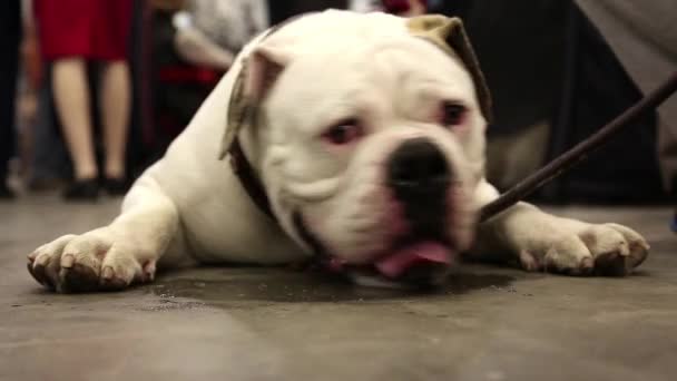 Vit engelsk bulldogg — Stockvideo