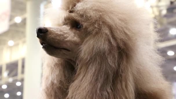 Apricot poodle — Stock Video