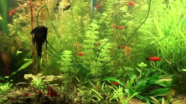 Aquarienfische — Stockvideo