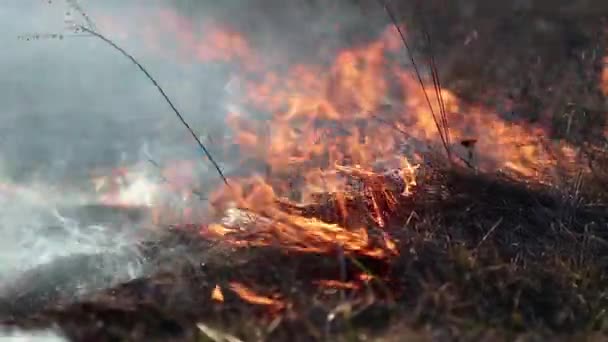 Спалювання трави — стокове відео