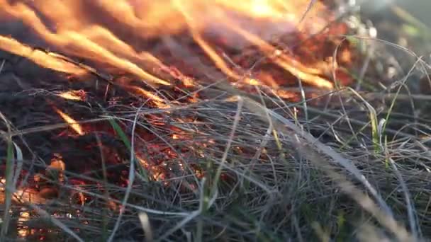 Burning grass — Stock Video