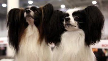Papillon