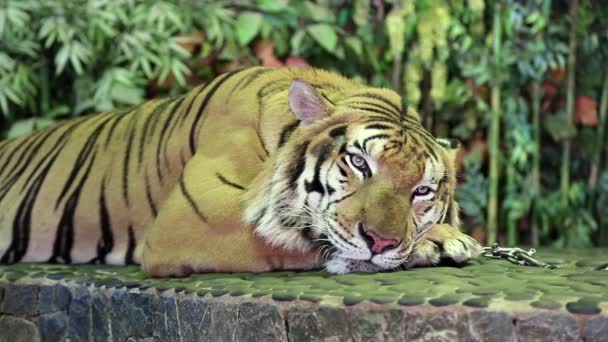 Тигр на железном поводке — стоковое видео