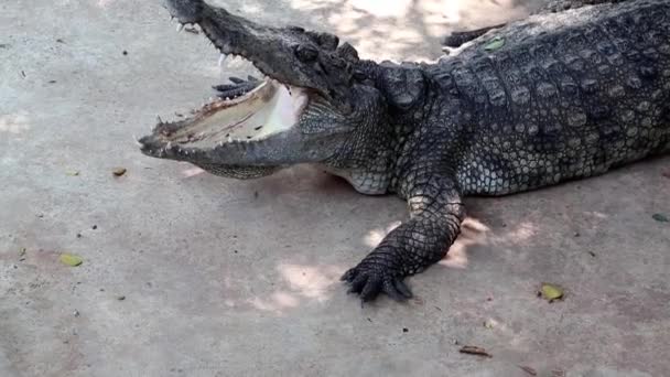 Crocodile with open mouth — Stock Video