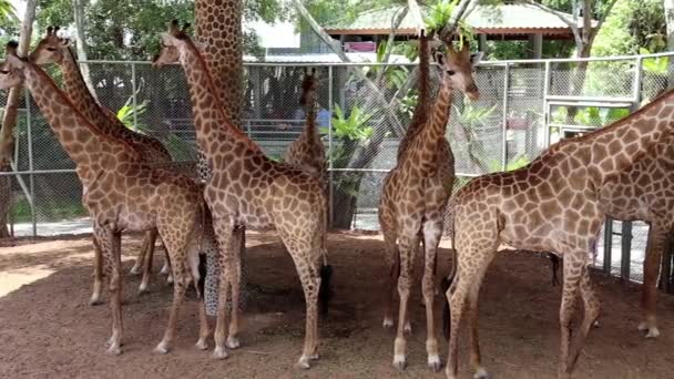 Wunderschöne Giraffen — Stockvideo