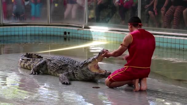 Krokodilleshow – Stock-video