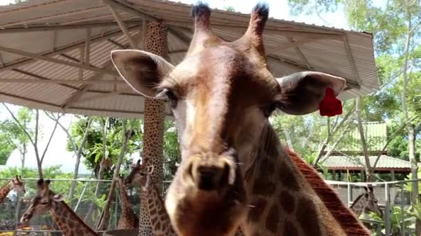 Beautiful giraffes — Stock Video