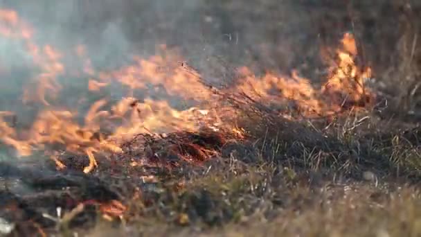Verbranding van gras — Stockvideo