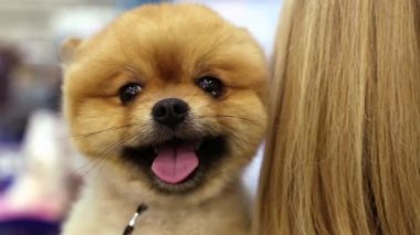 Pomeranian spitz kadının ellerinde