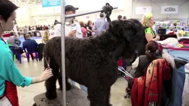 Kvinna gör en snygg hund frisyr — Stockvideo