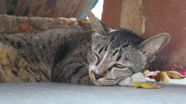 Cat lying under a bench — Stock Video