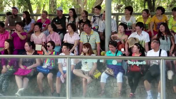 Spectators at crocodile show in Pattaya, Thailand — Stock Video