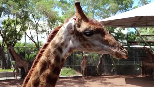 Giraffe in zoological garden — Stock Video