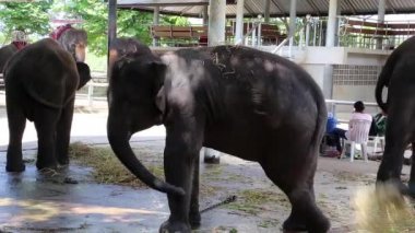 Filleri hayvanat bahçesi içinde