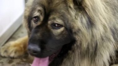 Kafkas Çoban Köpeği