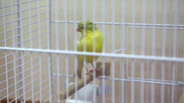 Oiseau canari dans la cage — Video