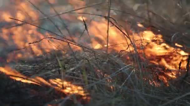 Burning grass — Stock Video