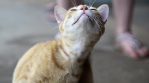 Chat rouge se gratter 