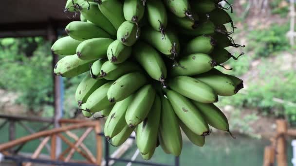 hromada zelených banánů