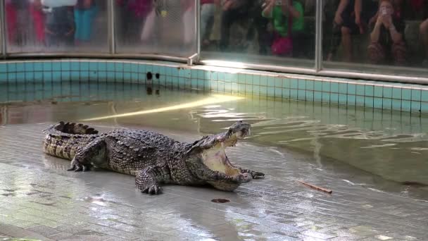 Шоу крокодилов в Паттайе, Таиланд — стоковое видео