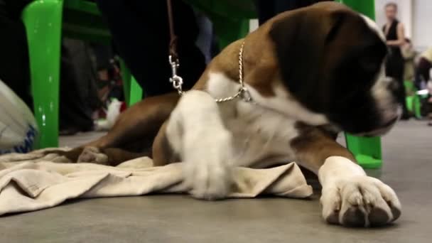 Boxer lying on the floor — Stock Video