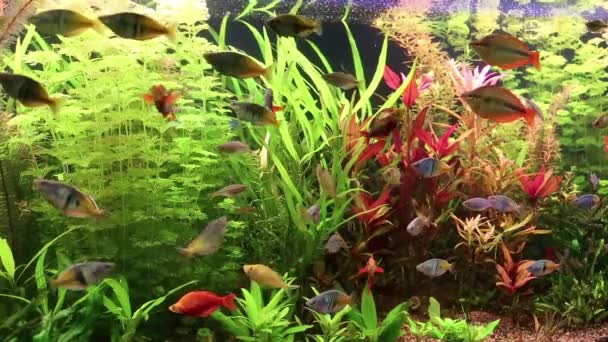 Aquarium fishes and water plants — Stock Video