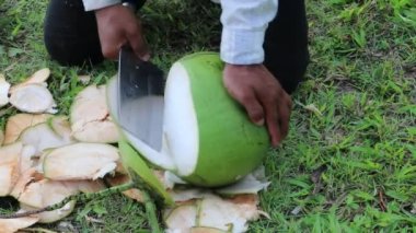 adam büyük yeşil Hindistan cevizi kabuğu