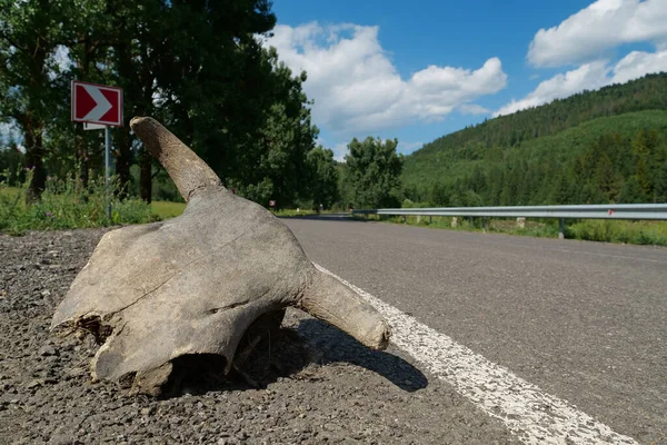 那头公牛的骷髅躺在高速公路上 — 图库照片