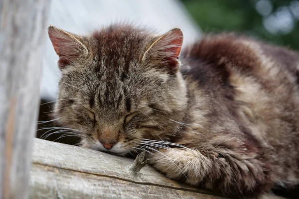 Cat Sits Fence Sleep — Stock Photo, Image