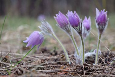 Ormanda yabani mor çiçekler, Pulsatilla pask çiçeğini ya da çayırdaki crocus 'u patentliyor.