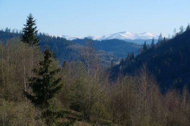 Ukrayna 'daki Karpat Dağları manzarası, karla kaplı Polonina Borzhava dağ sırtı
