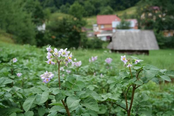 村の庭のベッドの上のジャガイモの茎の花 — ストック写真
