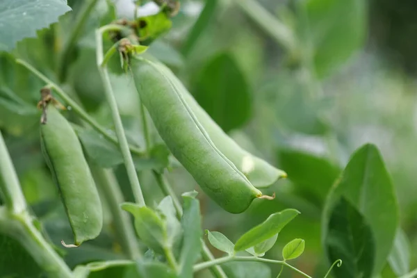 在花园里的绿豌豆荚 — 图库照片