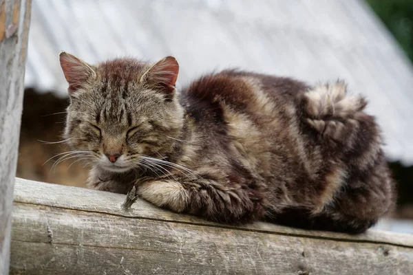 Funny Cat Sits Fence Takes Nap — Stock Photo, Image
