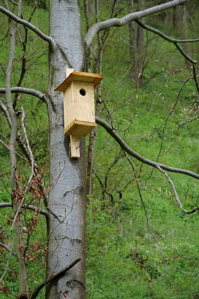 Birdhouse Uma Árvore Floresta — Fotografia de Stock