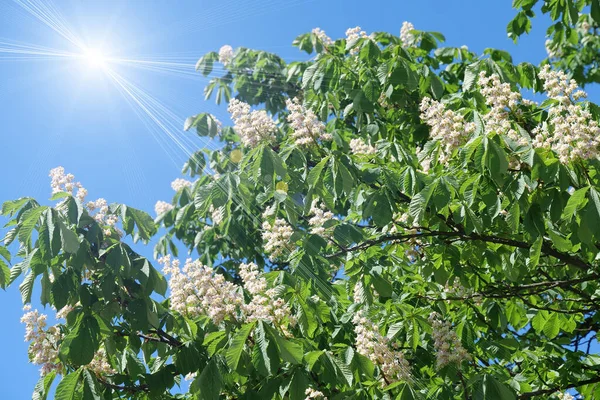 Beautiful Green White Chestnut Tree Bright Sun — Stock Photo, Image