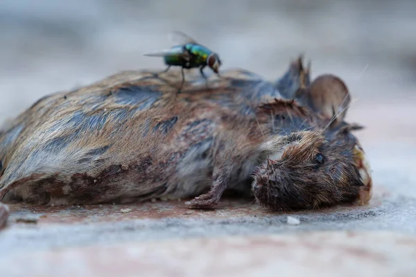 Dead Mouse Lies Ground Flies Crawl — Stock Photo, Image