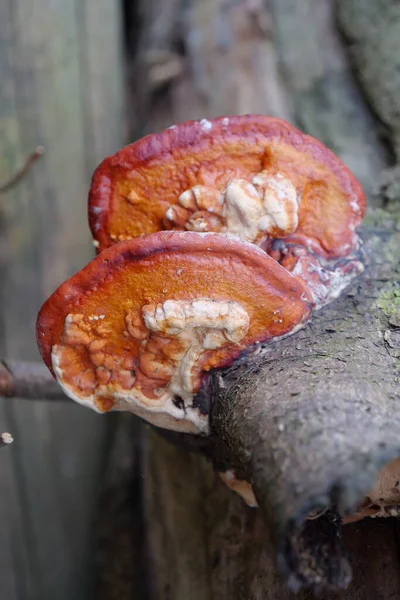 Cogumelos Cresce Uma Árvore Nas Montanhas Cárpatas Ucrânia — Fotografia de Stock