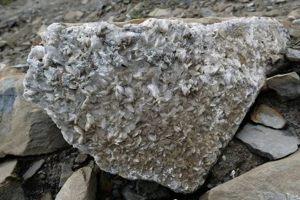 Natural stone with white crystals in Carpathian Mountains, Ukraine, geological material, stone rock