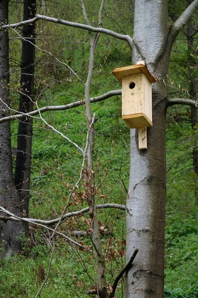 Holzvogelhaus Auf Einem Baum Wald — Stockfoto