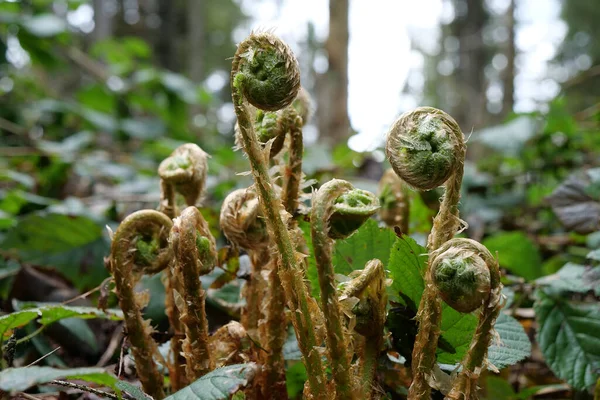 Brotos Samambaias Jovens Floresta Virgem — Fotografia de Stock