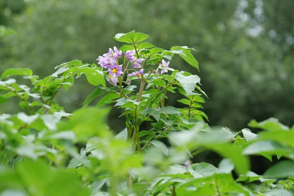 Fleurs Sur Les Tiges Pomme Terre Sur Lit Dans Jardin — Photo