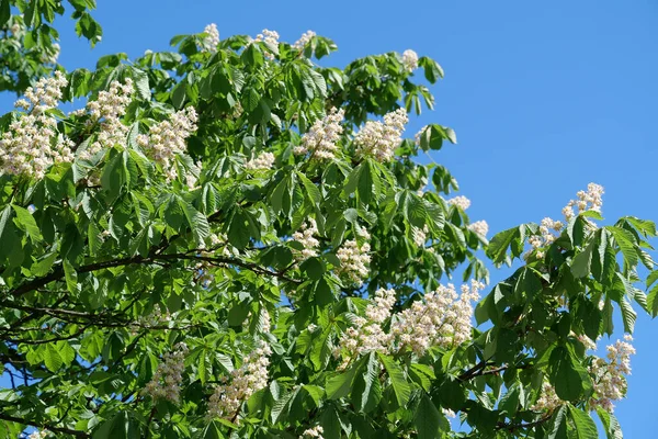 Beautiful Green White Chestnut Tree — Stock Photo, Image