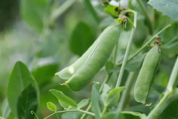 在花园里的绿豌豆荚 — 图库照片