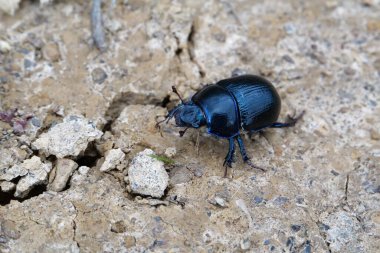 Mavi böcek yerde sürünüyor, Karpat Dağları, Ukrayna
