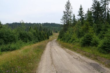 Ukrayna 'daki Karpat Dağları' ndaki toprak yol.